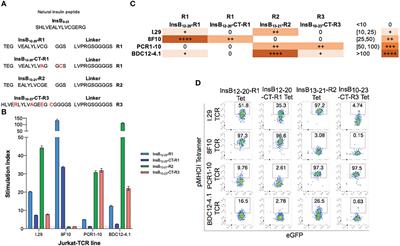 Transcriptional re-programming of insulin B-chain epitope-specific T-follicular helper cells into anti-diabetogenic T-regulatory type-1 cells